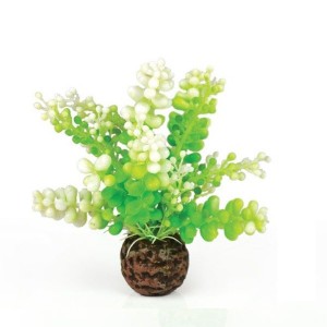 Decoratiune alga marina Caulerpa