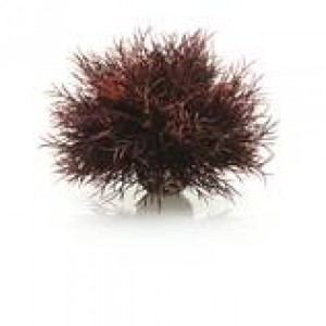Decoratiune crin purpuriu