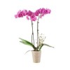 orhidee-plante-interior-pamant-flori