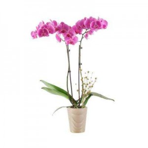 orhidee-plante-interior-pamant-flori