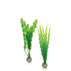 Decoratiune alge marine medii