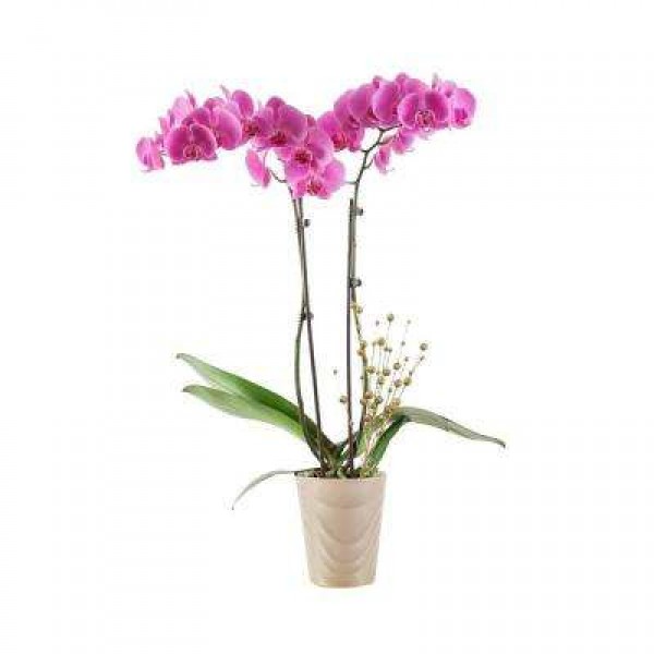 orhidee-plante-interior-pamant-flori