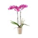 Substrat pentru orhidee Floria, 3 litri