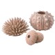 Set arici de mare biOrb, bej