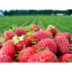 Ingrasamant organo-mineral pentru capsuni Agro, 1 kg