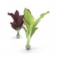 Set plante matase verde si mov medii