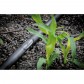 Kit irigare prin picurare IrriGo pentru 10 randuri cu regulator