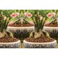 Cheramzit 4-8 mm Agro CS, 1 litru 