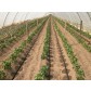 Tub picurare maro 16mm, distanta 33 cm, rola 100 m