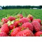 Ingrasamant organo-mineral pentru capsuni Agro, 1 kg