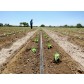 Banda picurare cu pastila DualDrip, grosime 6/8 mil